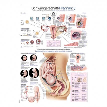 Tutorial board - Pregnancy