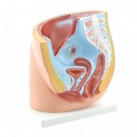HeineScientific Modell Anatomisches Becken weiblich HeineScientific Modell Anatomisches Becken weiblich