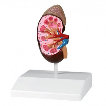 Kidney model in natural size
