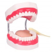 Dr. No Dental care model with toothbrush