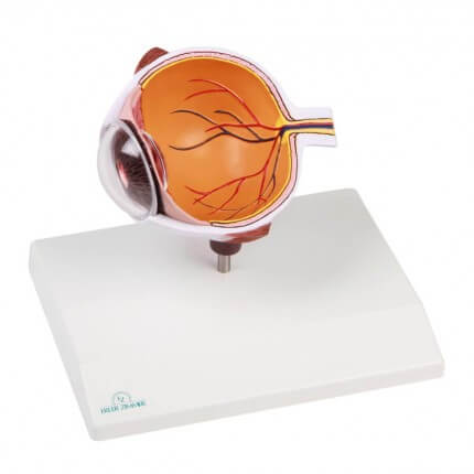 Augenhälfte vergrößert - EZ Augmented Anatomy