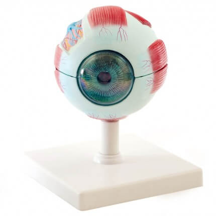 Modell Anatomisches Auge