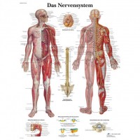 3B Scientific Lehrtafel – Das Nervensystem 3B Scientific Lehrtafel – Das Nervensystem