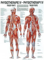 Rüdiger Anatomie Lehrtafel – Trigger Punkte Rüdiger Anatomie Lehrtafel – Trigger Punkte