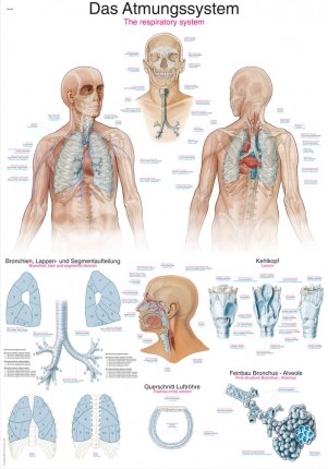 Tableau pédagogique – Le système respiratoire