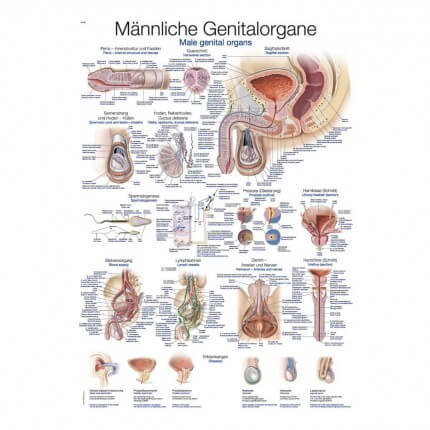 Instructional panel - Male genital organs