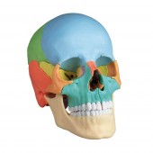 Erler-Zimmer Modèle de crâne didactique