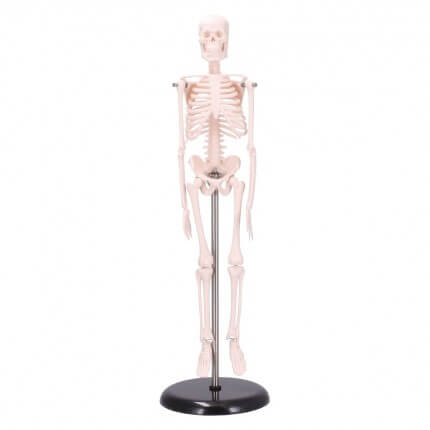 Squelette miniature