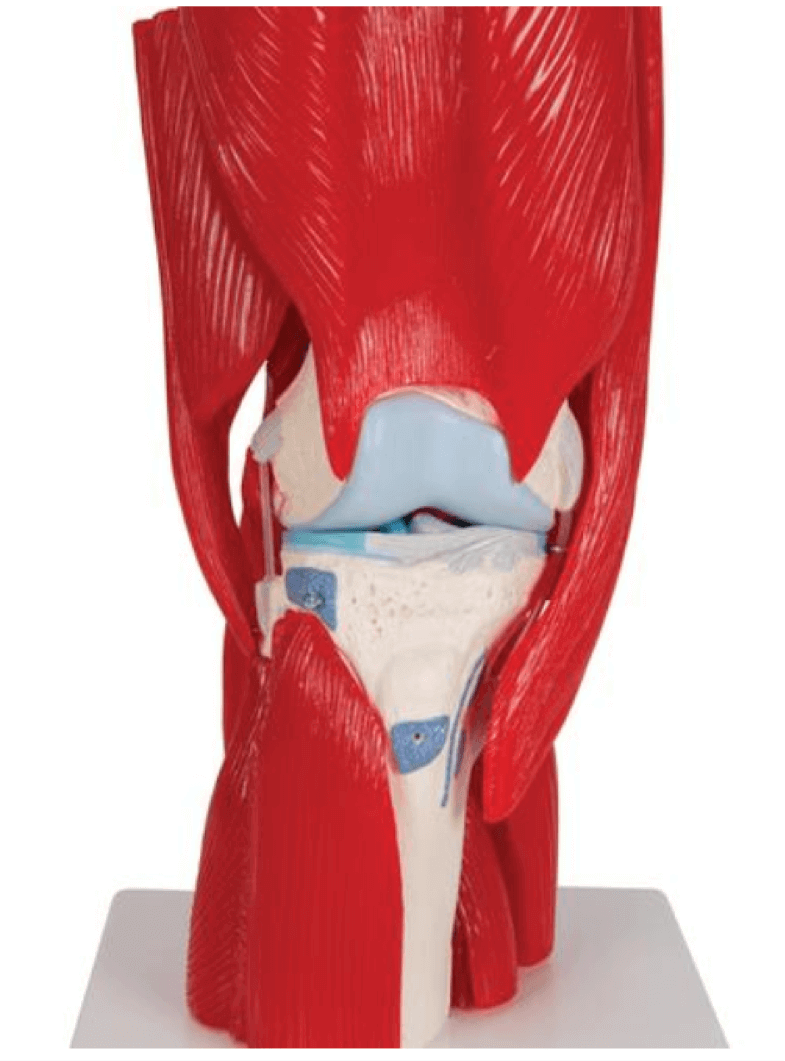 Modell Kniegelenk | Gelenke | Anatomische Modelle & Lehrtafeln | Lehre ...
