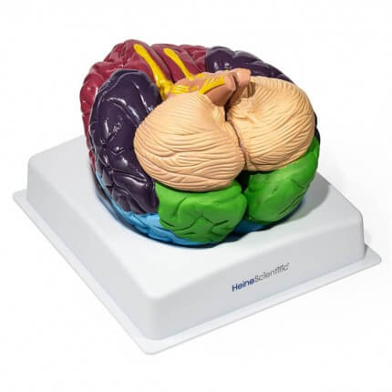 Brain model of the Brodmann areas