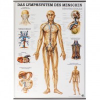 Rüdiger Anatomie Lehrtafel – Das Lymphsystem des Menschen Rüdiger Anatomie Lehrtafel – Das Lymphsystem des Menschen