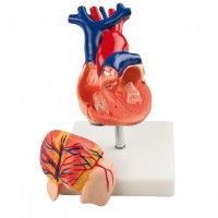 HeineScientific Modell Anatomisches Herz HeineScientific Modell Anatomisches Herz