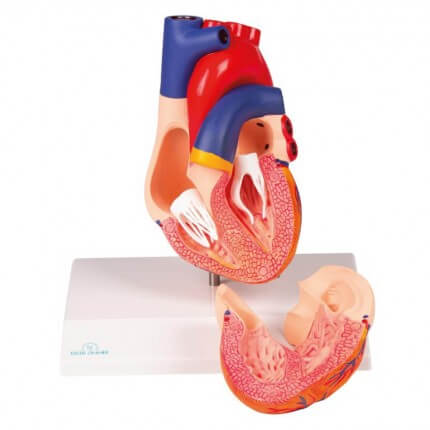Modell Herz für EZ Augmented Anatomy Lern App
