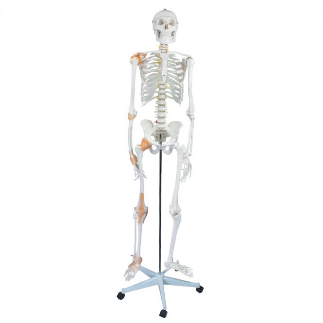 Anatomie Modell Skelett Auswahl Lebensgroß