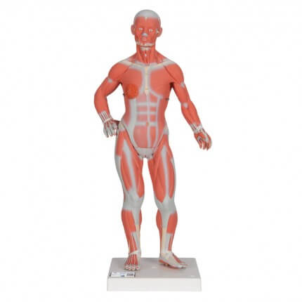 Modell Muskelfigur