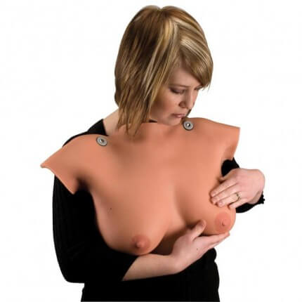 Brust-Tastmodell