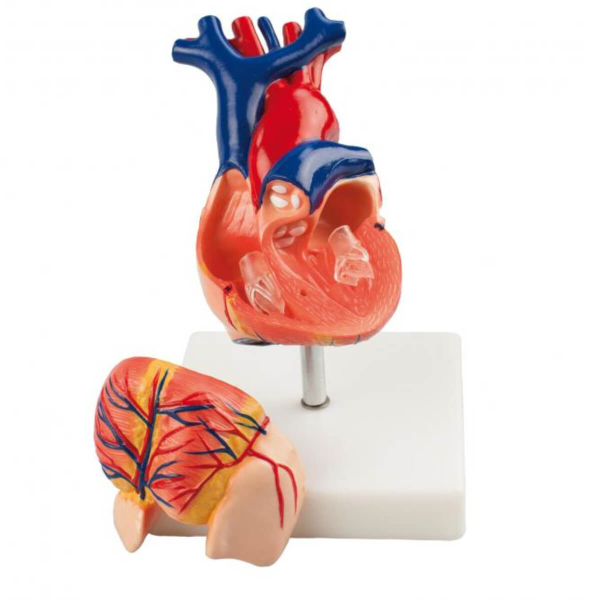 Anatomical Human Heart Model | Heart & Circulatory System | Models