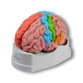 Erler-Zimmer 5-teiliges lebensgroßes Gehirnmodell mit Augmented Reality Funktion