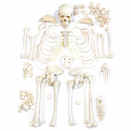 Modèle désarticulé de squelette