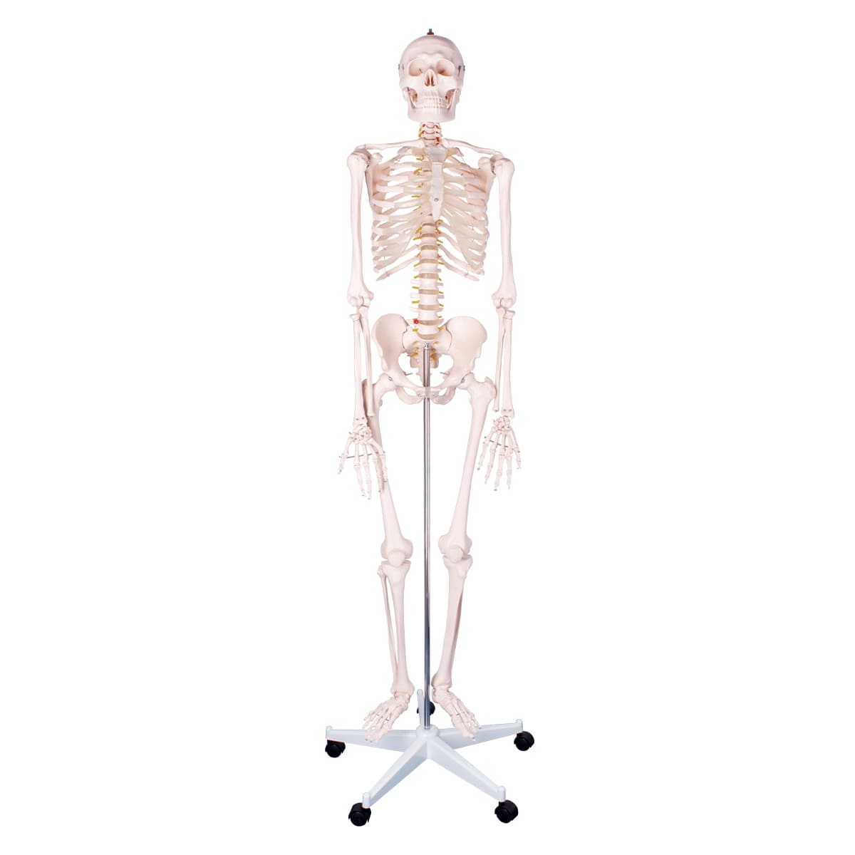 Rommelig Integreren Signaal Menselijk skelet online kopen | DocCheck Shop