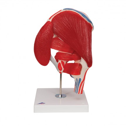 Modèle d'articulation de la hanche