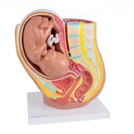 Zwangerschapsmodel met verwijderbare foetus