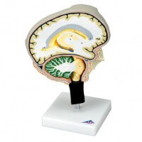 3B Scientific Modèle de cerveau en coupes sagittales 3B Scientific Modèle de cerveau en coupes sagittales