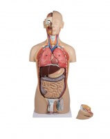 Erler-Zimmer Torso Modell mit geöffnetem Rücken Erler-Zimmer Torso Modell mit geöffnetem Rücken