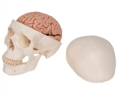Klassieke schedel met hersenen
