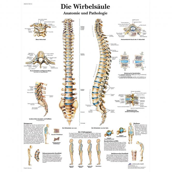 3B Scientific Lehrtafel – Die Menschliche Wirbelsäule Kaufen | DocCheck ...