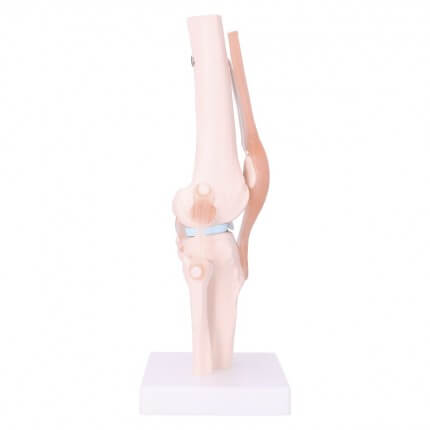 Anatomical knee joint model