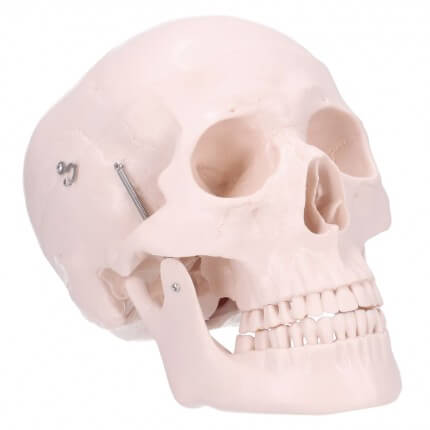 Modèle anatomique de crâne