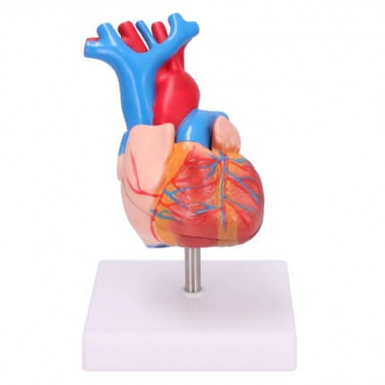 1 1 Lebensgroßes Menschliche diastolisches Herz Anatomie Modell aus 