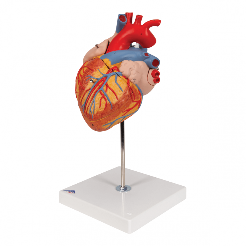 3B Scientific Heart model | DocCheck Shop