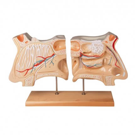 Model nose and olfactory organ