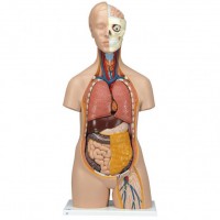 3B Scientific Modell Standard-Torso 3B Scientific Modell Standard-Torso