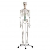 Erler-Zimmer Modèle de squelette éducatif «Oscar»