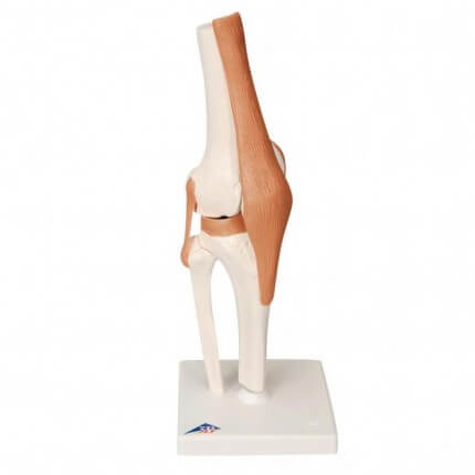 Modèle fonctionnel d'articulation du genou