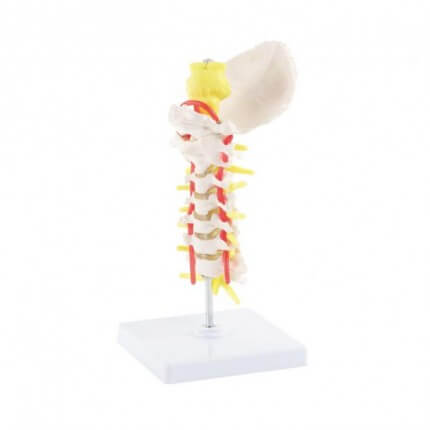 Model cervical spine