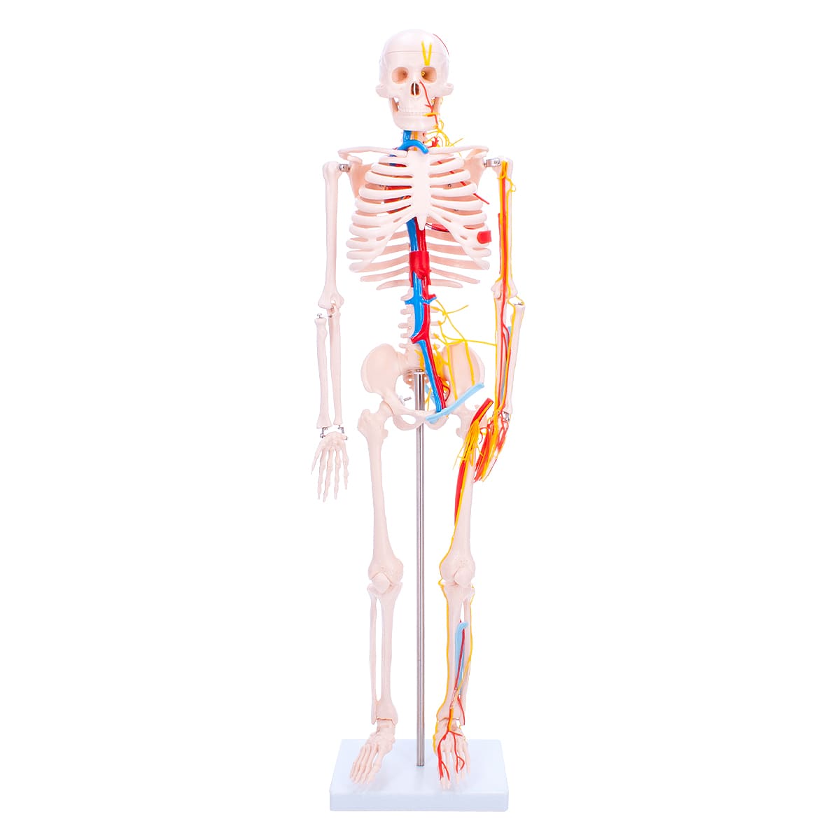 Matériel laboratoire-Modèle anatomie Squelette
