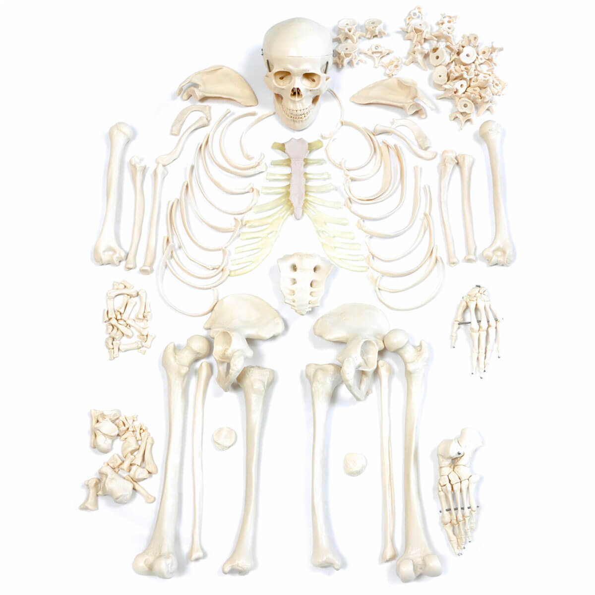 Life size skeleton -  Schweiz