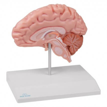Half brain model for EZ Augmented Anatomy App