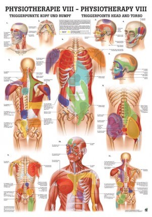 Teaching board - Trigger points head and trunk
