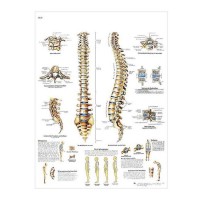 3B Scientific Lehrtafel - Die menschliche Wirbelsäule 3B Scientific Lehrtafel - Die menschliche Wirbelsäule