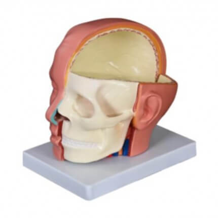 Anatomisches Kopfmodell mit Gehirn