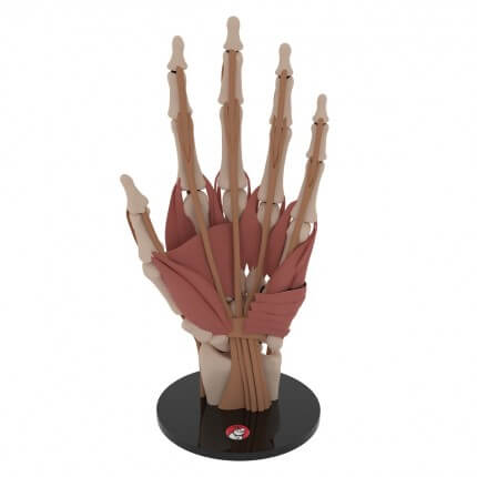 Anatomisches Hand-Modell "Manus"