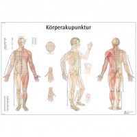 3B Scientific Lehrtafel – Körperakupunktur 3B Scientific Lehrtafel – Körperakupunktur
