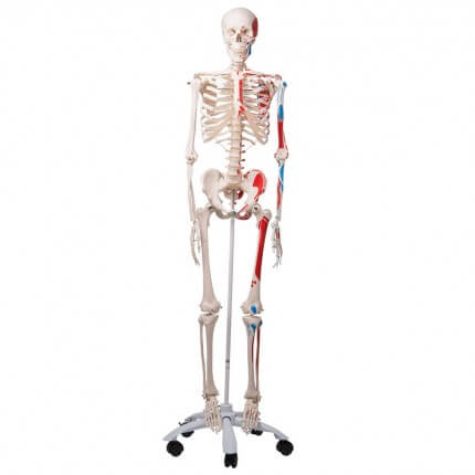 Muskel-Skelett Max