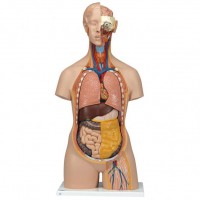 3B Scientific Modell Klassik-Torso mit geöffnetem Rücken 3B Scientific Modell Klassik-Torso mit geöffnetem Rücken