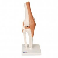 3B Scientific Functional Model of the Knee Joint 3B Scientific Functional Model of the Knee Joint